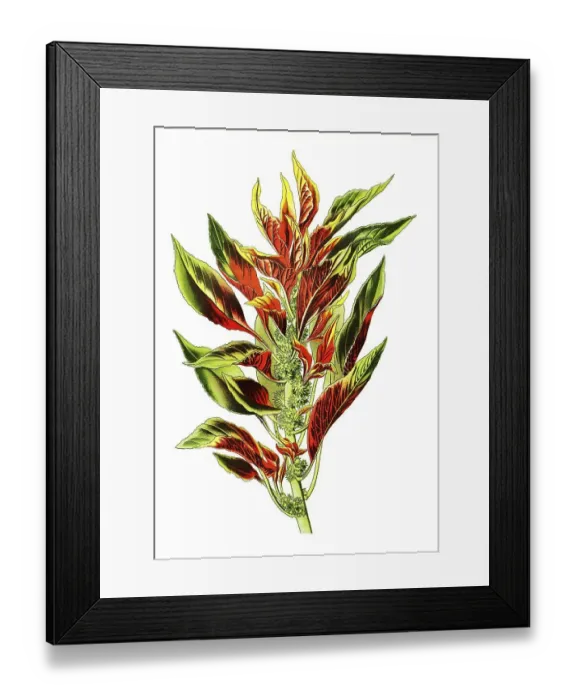 Framed Print : Tricolour, Variegated Amaranth (Amaranthus) Framed Print : Tricolour, Variegated Amaranth (Amaranthus)
