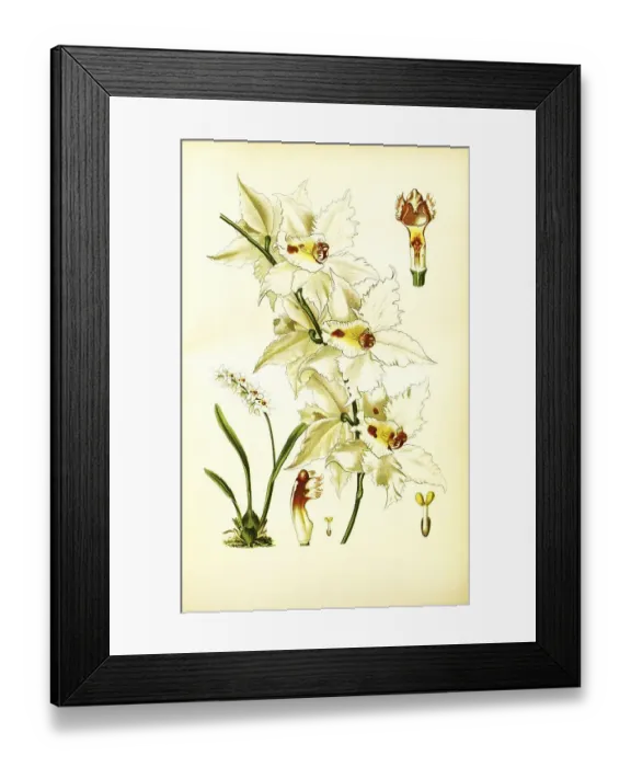 Framed Print : Odontoglossum crispum, curled odontoglossum Framed Print : Odontoglossum crispum, curled odontoglossum