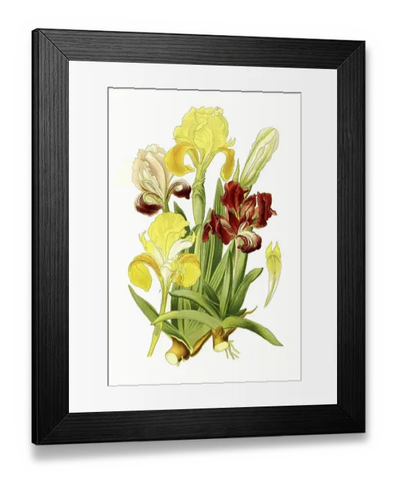 Framed Print : Dwarf Iris (Iris Pumila), pygmy iris