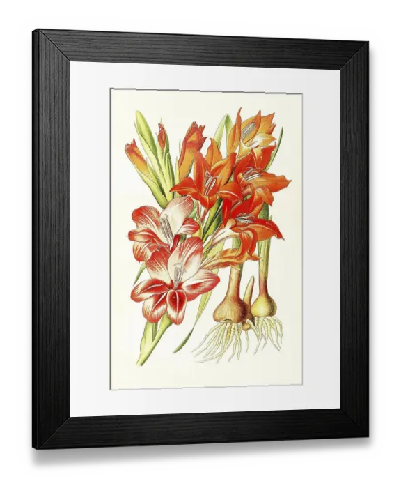 Framed Print : Gladiolus gandavensis, Ghent Corn-Flag