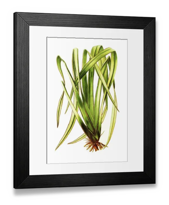 Framed Print : Phormium Tenax, New Zealand Flax Framed Print : Phormium Tenax, New Zealand Flax