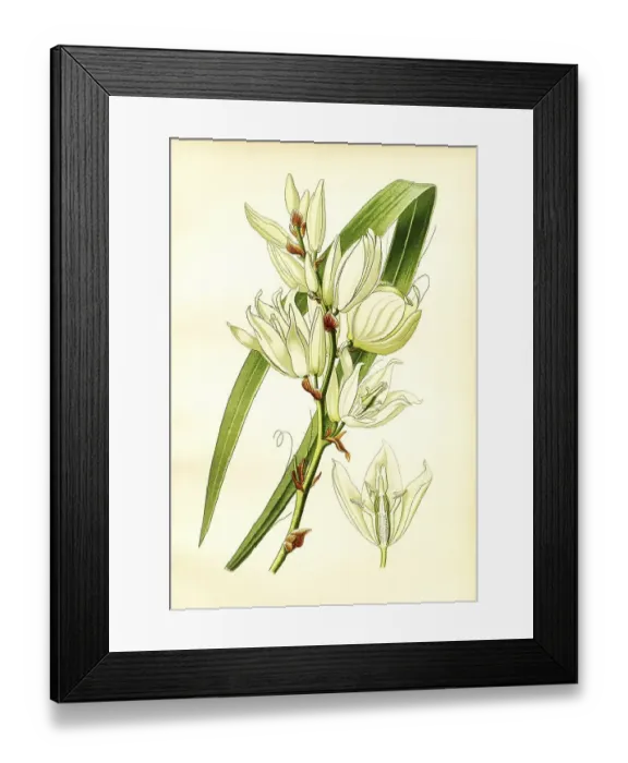 Framed Print : Yucca filamentosa, Silk Grass. Feralds Yucca
