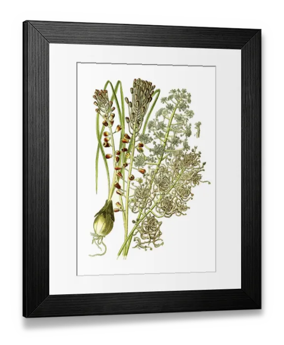 Framed Print : Grape Hyacinth, Muscaria var monstrosum Framed Print : Grape Hyacinth, Muscaria var monstrosum