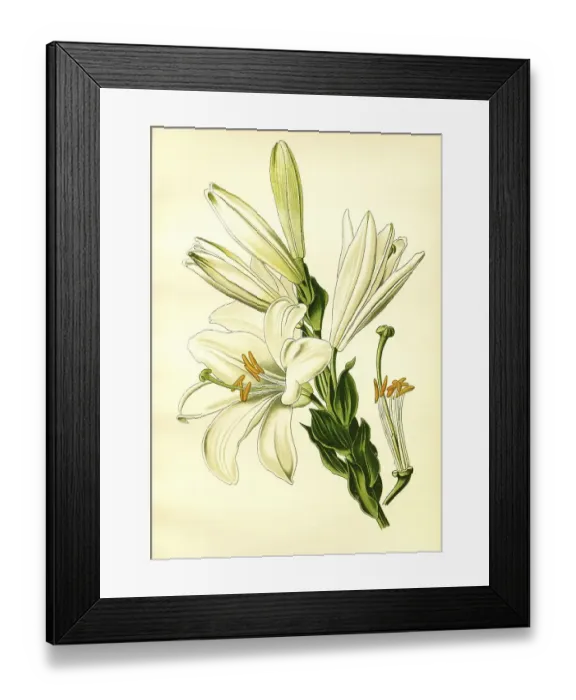 Framed Print : White or St. Josephs Lily, Madonna lily Framed Print : White or St. Josephs Lily, Madonna lily