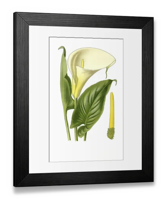 Framed Print : Zantedeschia (Richardia) africana Framed Print : Zantedeschia (Richardia) africana