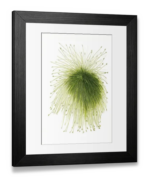 Framed Print : Scirpus riparius, Schoeneoplectus californicus Framed Print : Scirpus riparius, Schoeneoplectus californicus