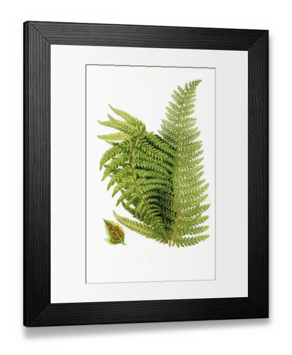 Framed Print : Aspidium aculeatum var subtripinnatum