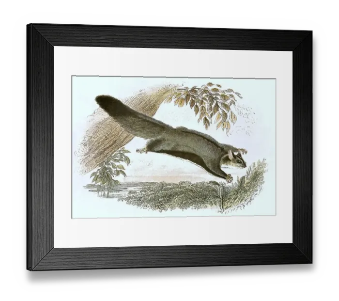 Framed Print : Gliding hawk, Petaurus sciureus