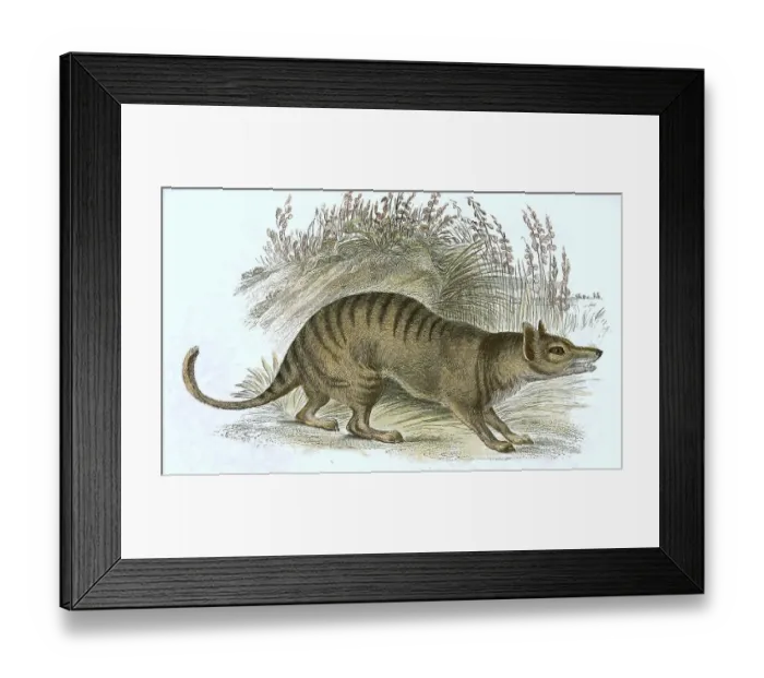 Framed Print : Tasmanian wolf (Thylacinus cynocephalus) Framed Print : Tasmanian wolf (Thylacinus cynocephalus)