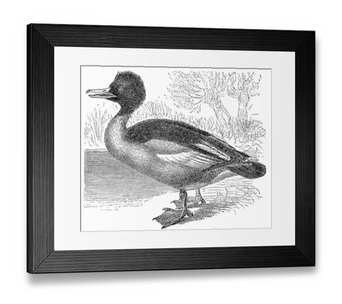 Framed Print : Little Merganser, common merganser (Mergus merganser) Framed Print : Little Merganser, common merganser (Mergus merganser)