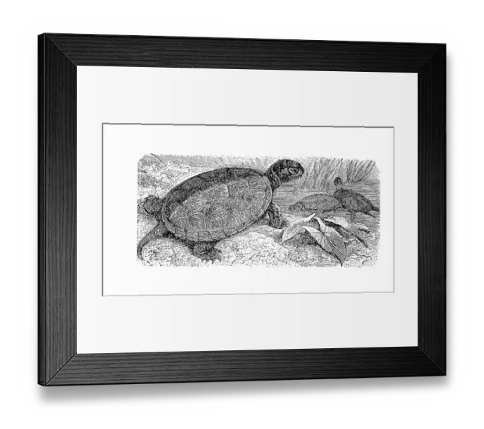 Framed Print : European pond turtle, European pond tortoise