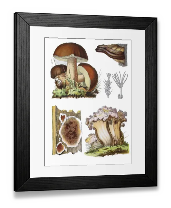 Framed Print : Boletus edulis s. str. (top left)