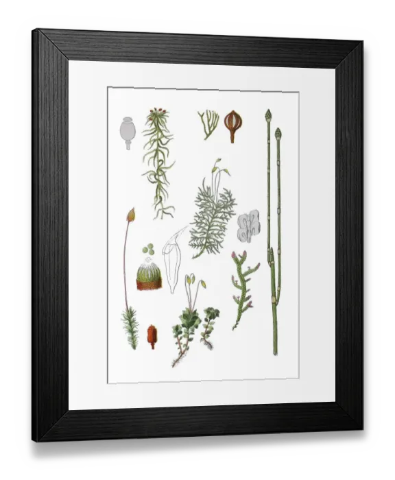 Framed Print : Sphagnum capillifolium (top left) Framed Print : Sphagnum capillifolium (top left)