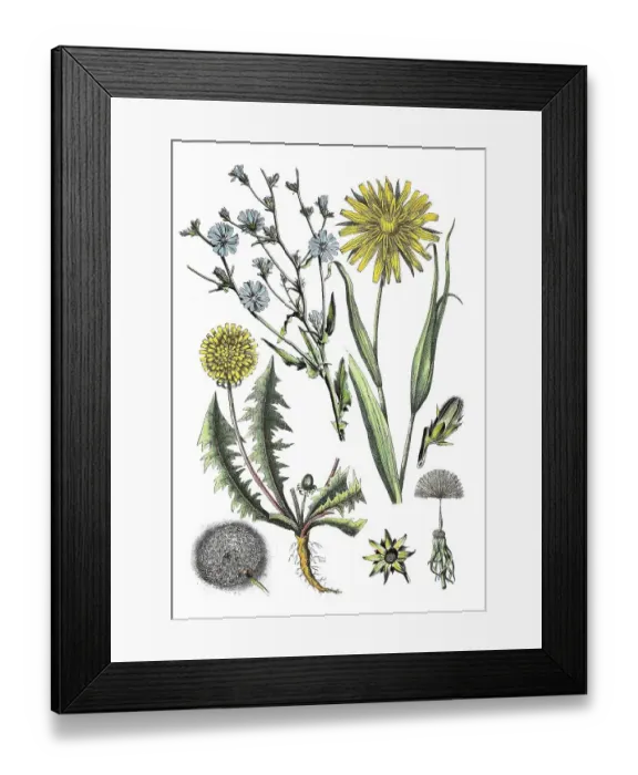 Framed Print : Common Chicory (Cichorium intybus) (top left)