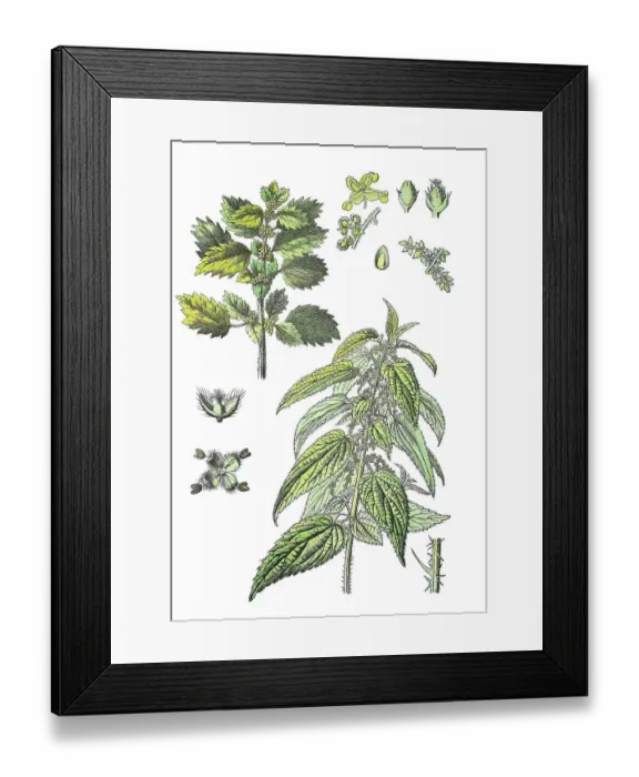 Framed Print : Large stinging nettle, Urtica dioica (bottom right) Framed Print : Large stinging nettle, Urtica dioica (bottom right)
