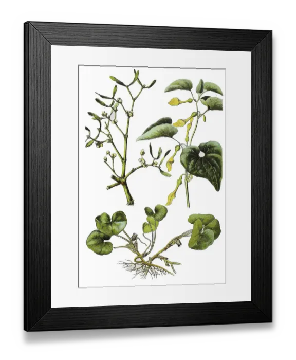 Framed Print : White-berried mistletoe, Viscum album (top left) Framed Print : White-berried mistletoe, Viscum album (top left)