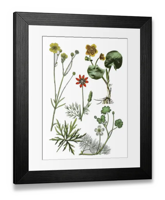 Framed Print : Ranunculus acris (left), Adonis aestivalis (centre) Framed Print : Ranunculus acris (left), Adonis aestivalis (centre)