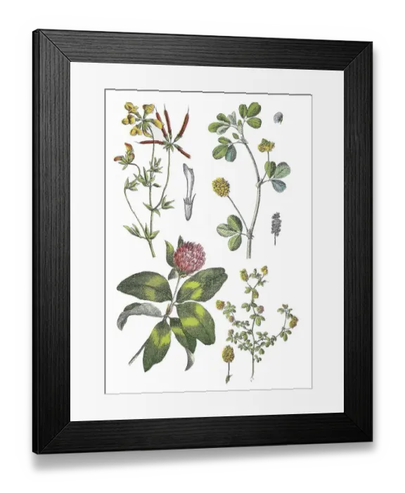 Framed Print : Common horn clover, Lotus corniculatus (top left)