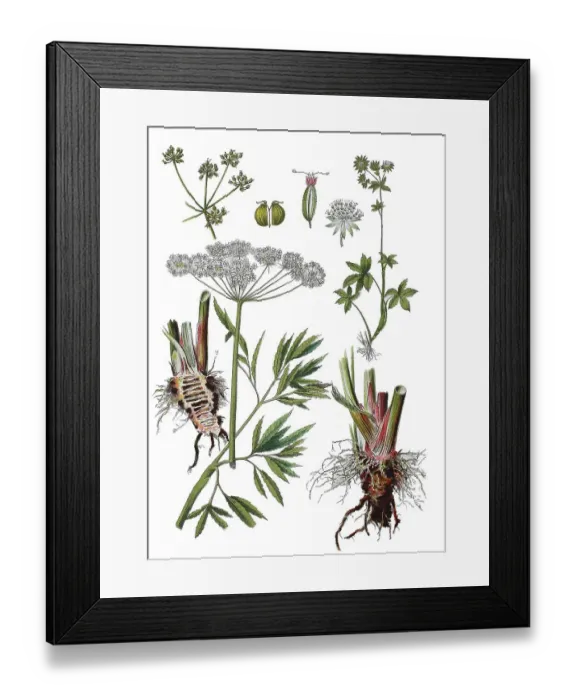 Framed Print : Water hemlock, Poison water hemlock or Rage