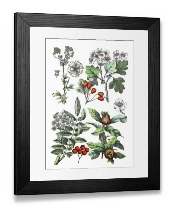 Framed Print : Meadowsweet, Filipendula ulmaria (top left)