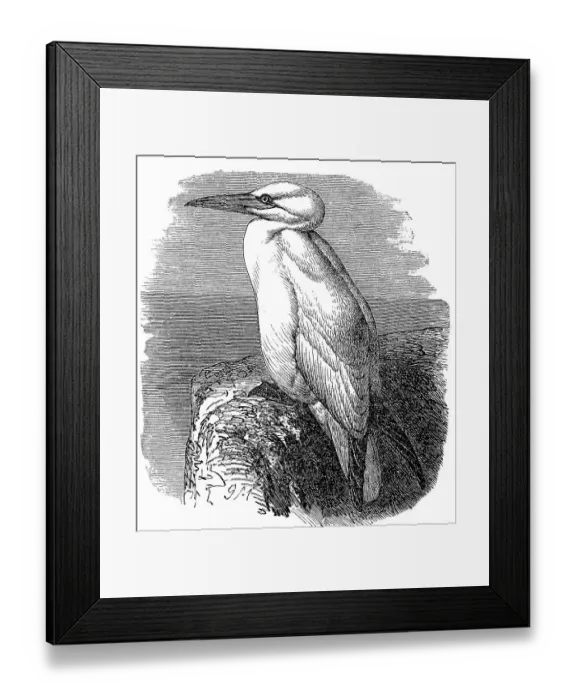 Framed Print : Booby, northern gannet (Morus bassanus) digitally restored reproduction of an original from the 19th century Framed Print : Booby, northern gannet (Morus bassanus) digitally restored reproduction of an original from the 19th century