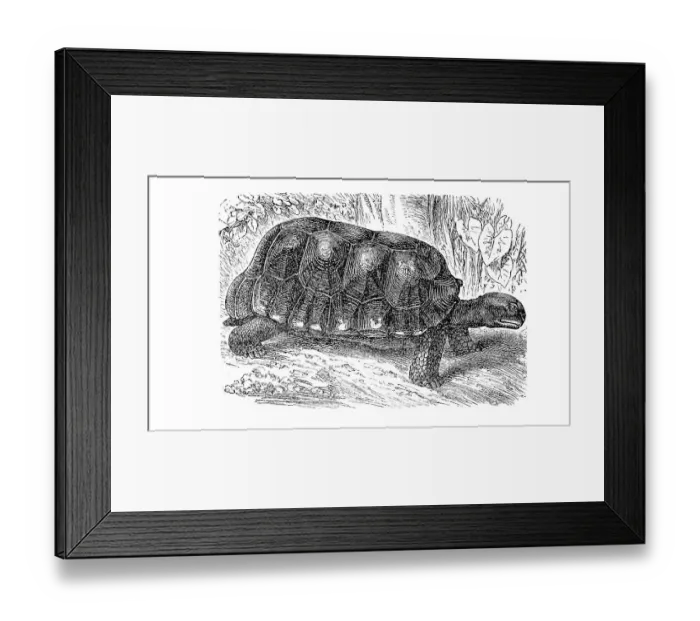 Framed Print : Yellow-footed tortoise (Chelonoidis denticulatus) Framed Print : Yellow-footed tortoise (Chelonoidis denticulatus)