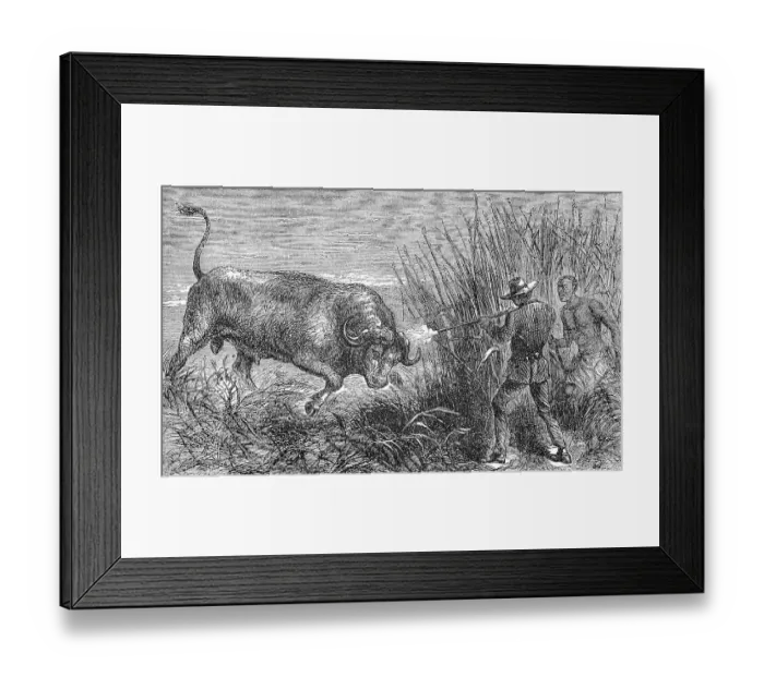 Framed Print : Hunting a buffalo, white hunter with rifle shoots the wildebeest