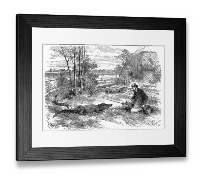 Framed Print : On display in Le Havre, 1869, the enclosure of the Mississippi caiman