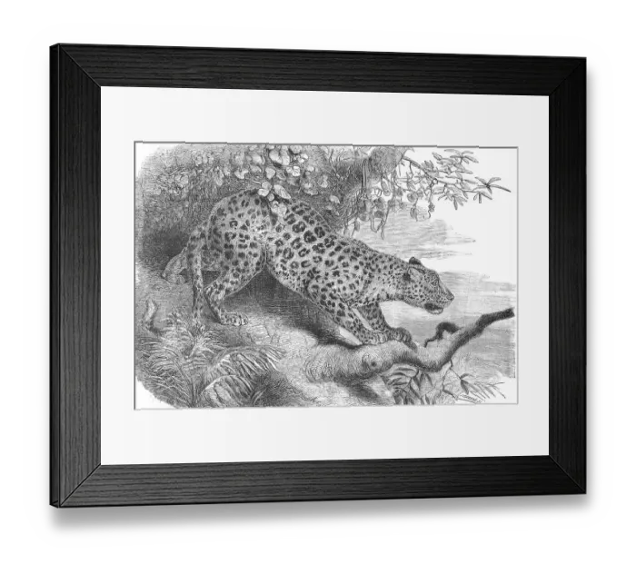 Framed Print : Leopard (Panthera pardus), also panther or panther Framed Print : Leopard (Panthera pardus), also panther or panther