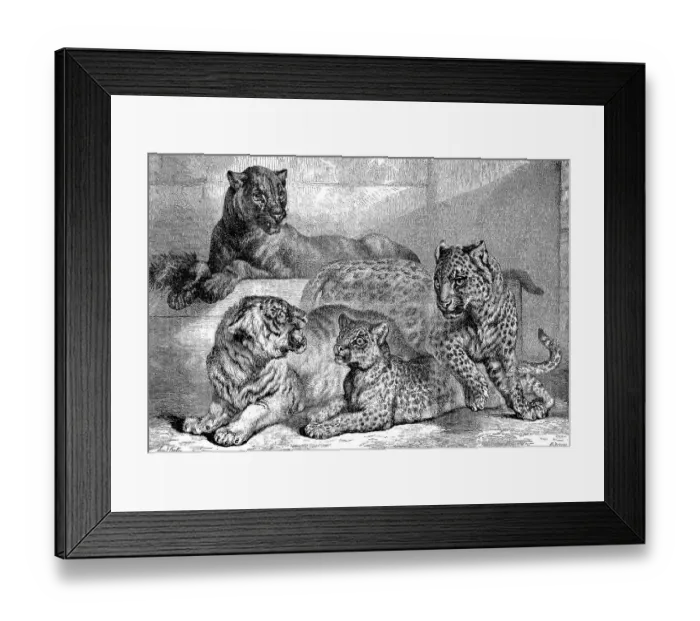 Framed Print : Leopards, Historical, digitally restored reproduction of a 19th century original