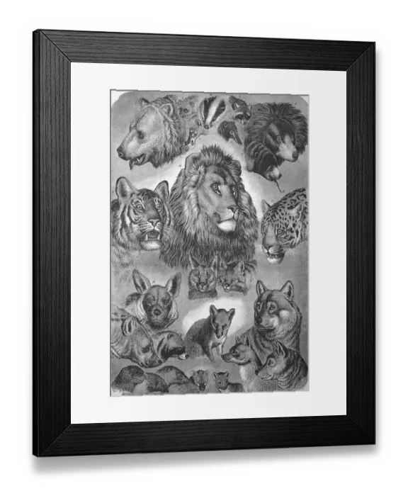 Framed Print : Carnivores, carnivorous beasts of prey