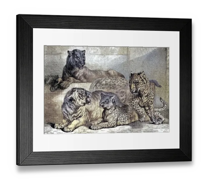 Framed Print : Leopards, Historical, digitally restored reproduction of an original from the 19th century Framed Print : Leopards, Historical, digitally restored reproduction of an original from the 19th century