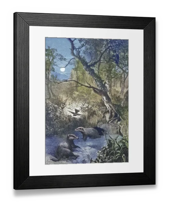Framed Print : European badgers (Meles meles)