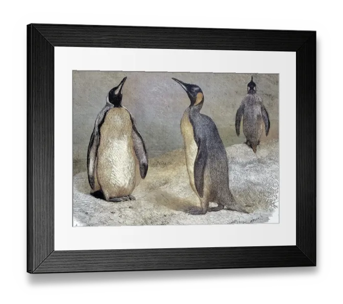 Framed Print : King Penguins (Aptenodytes patagonicus)