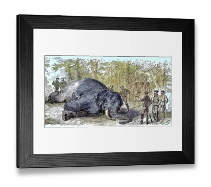 Framed Print : Big game hunt, hunters have killed an elephant