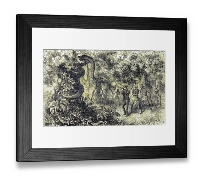 Framed Print : Hunting a strangler snake, white hunter with rifle shoots the animal