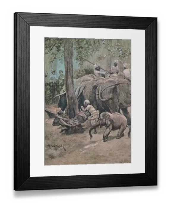 Framed Print : A working elephant is tied to a palm tree