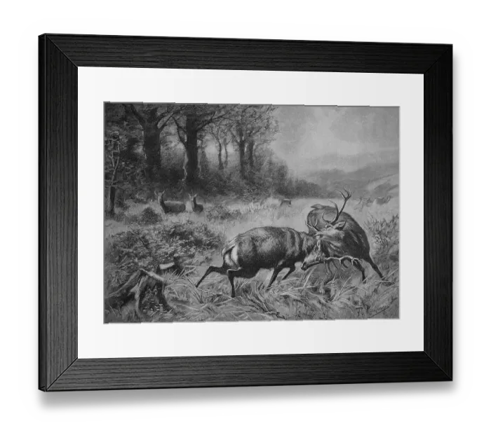 Framed Print : Fighting Stags in the Rut, 1880