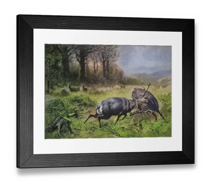 Framed Print : Fighting stags in the rut, 1880