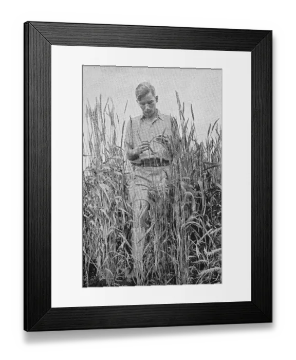 Framed Print : Young farmer in a cornfield, German Southwest Framed Print : Young farmer in a cornfield, German Southwest