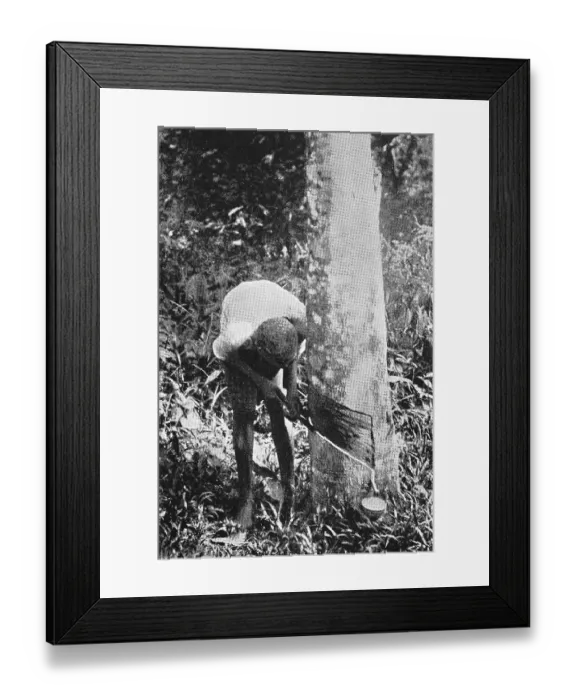 Framed Print : Rubber extraction, 1935, Cameroon Framed Print : Rubber extraction, 1935, Cameroon