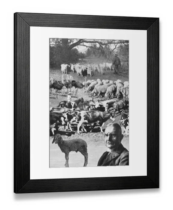 Framed Print : The farm animals in the German colonies in Africa