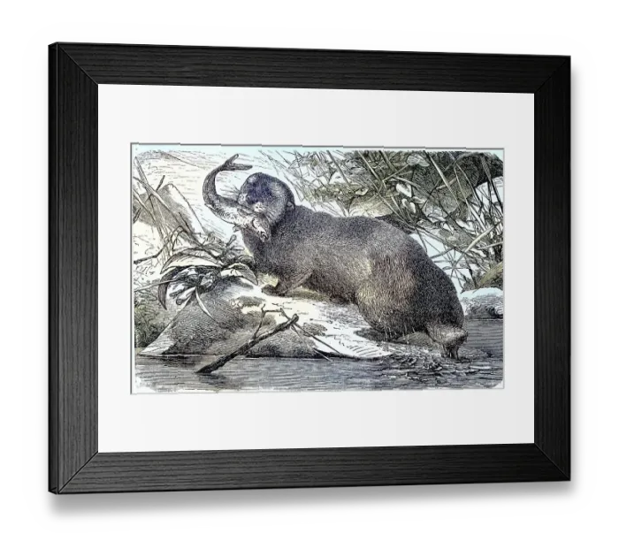 Framed Print : Sea otter, Enhydris marina, Historic