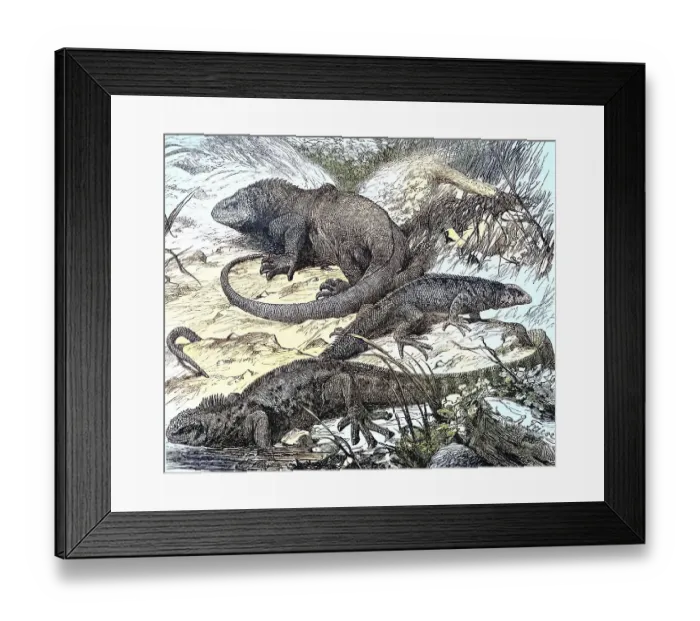 Framed Print : Galapagos (Amblyrhynchus cristatus) lizards