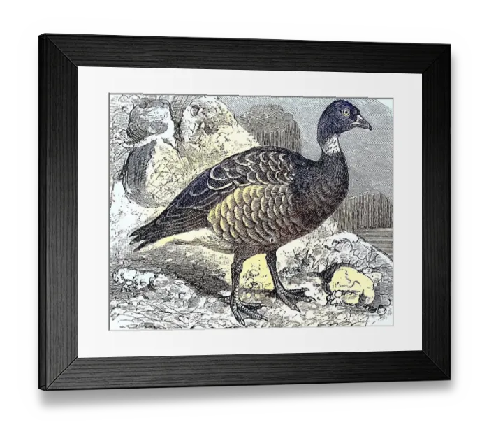 Framed Print : Brant goose (Branta bernicla), Bernicla torquata