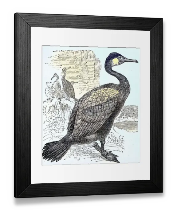 Framed Print : Great cormorant (Phalacrocorax carbo), c Framed Print : Great cormorant (Phalacrocorax carbo), c