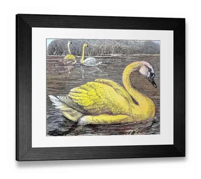 Framed Print : Mute Swan (Cygnus olor), c. 1890