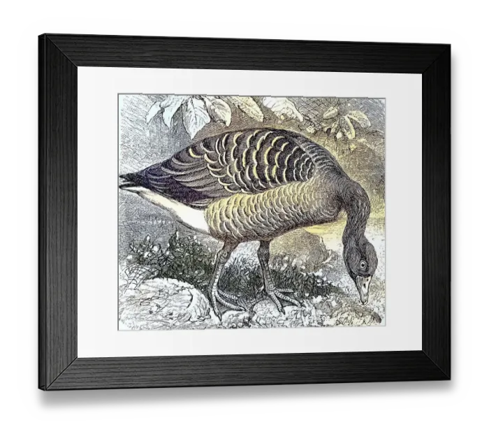 Framed Print : Greylag Goose (Anser anser), Anser cinereus Framed Print : Greylag Goose (Anser anser), Anser cinereus