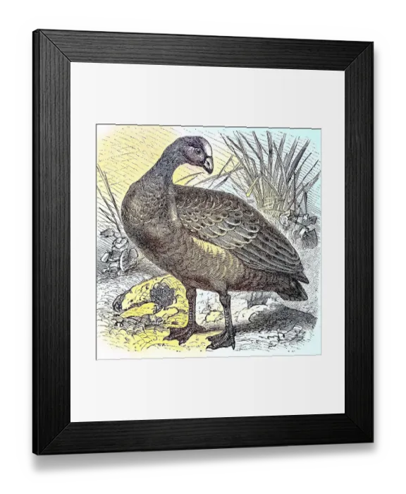 Framed Print : Hen Goose, Cereopsis novae hollandiae, c Framed Print : Hen Goose, Cereopsis novae hollandiae, c