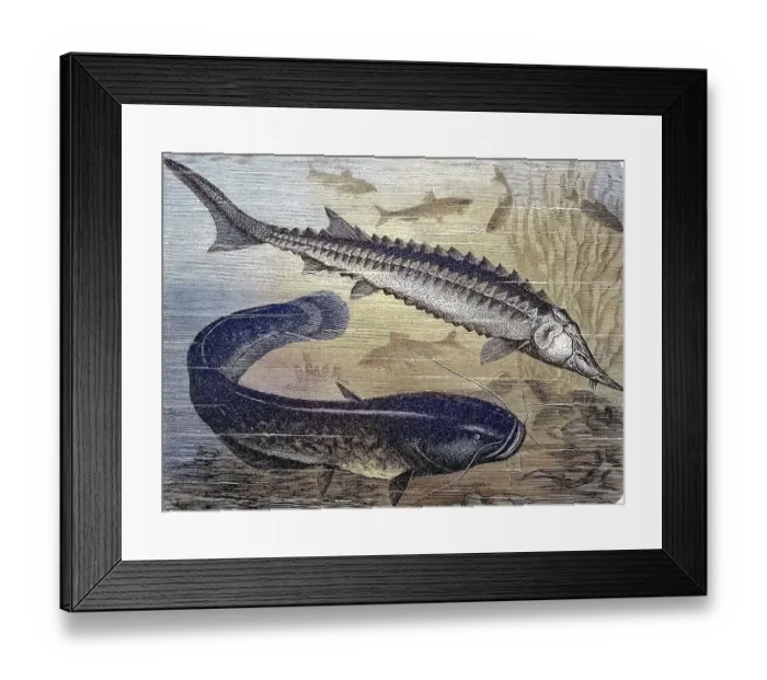 Framed Print : Common european sea sturgeon (Acipenser sturio) and common catfish (Silurus glanis)